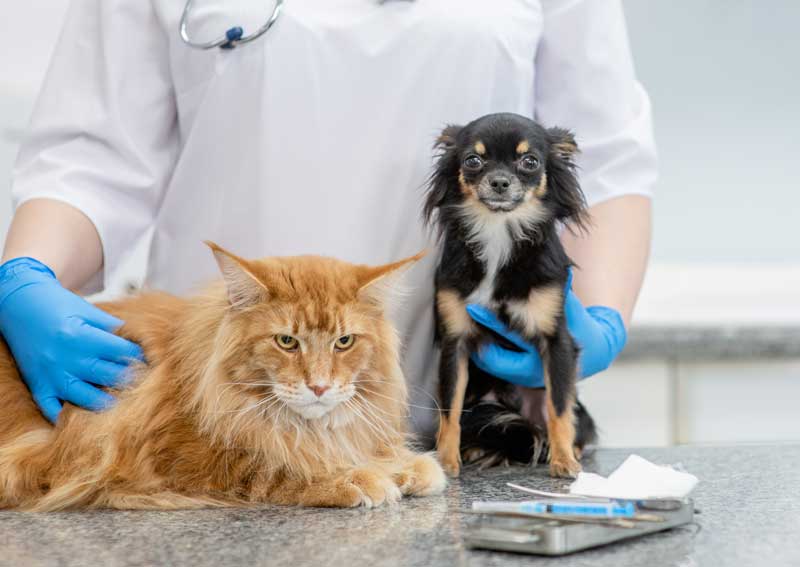 Carousel Slide 2: Dog & Cat Veterinarians