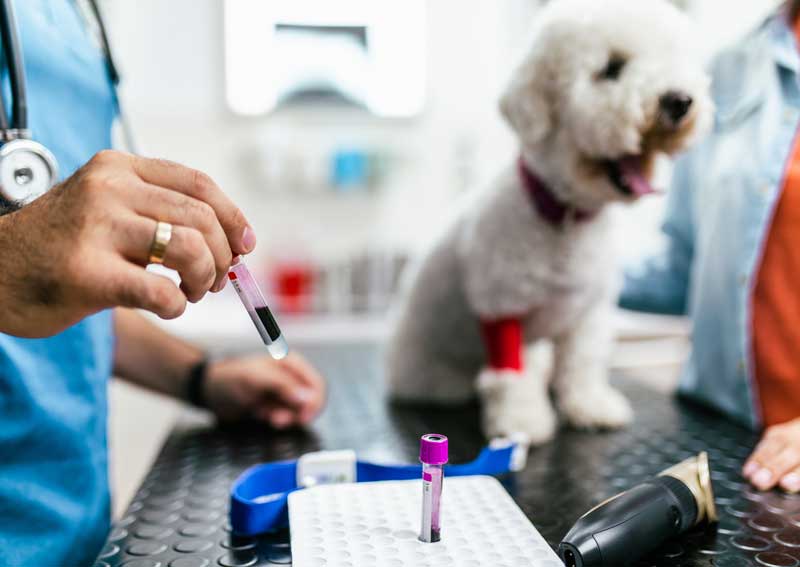Carousel Slide 3: Pet diagnostics and health screenings